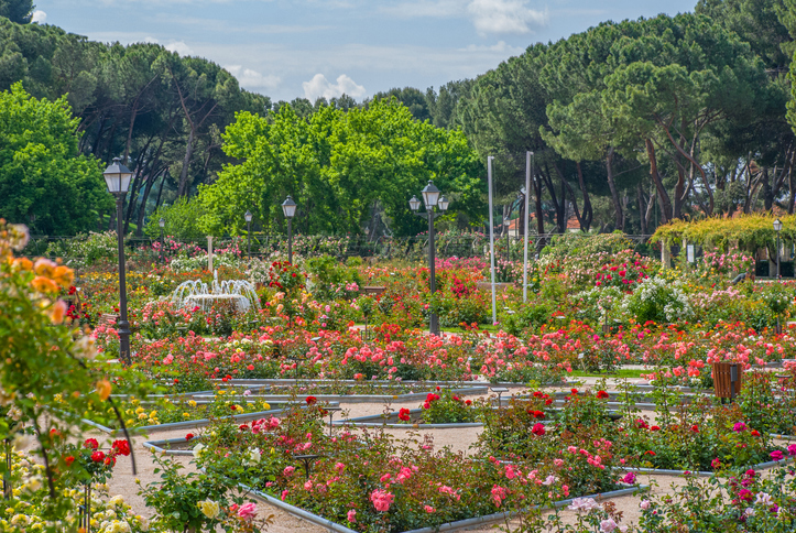 Rose garden in full bloom on a spring day with a blue sky background with white fluffy clouds, L'Oeste Park, Madrid, Spain, Europe.