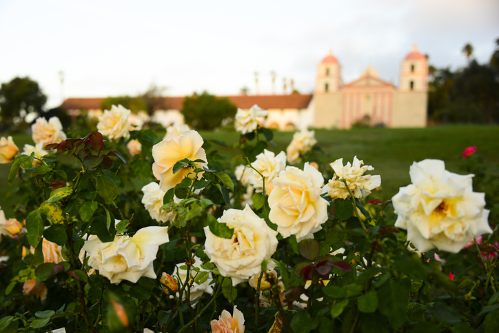 White roses in flower bed in rose garden in front of historic Old Mission Santa Barbara on the central Coast of CaliforniaUnited States of America.