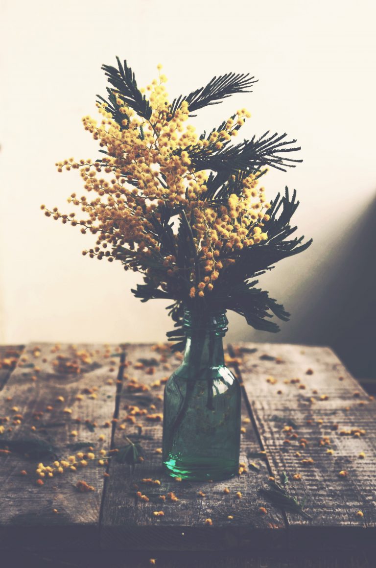 Bunch of mimosa in green bottle on rustic wooden table, still life