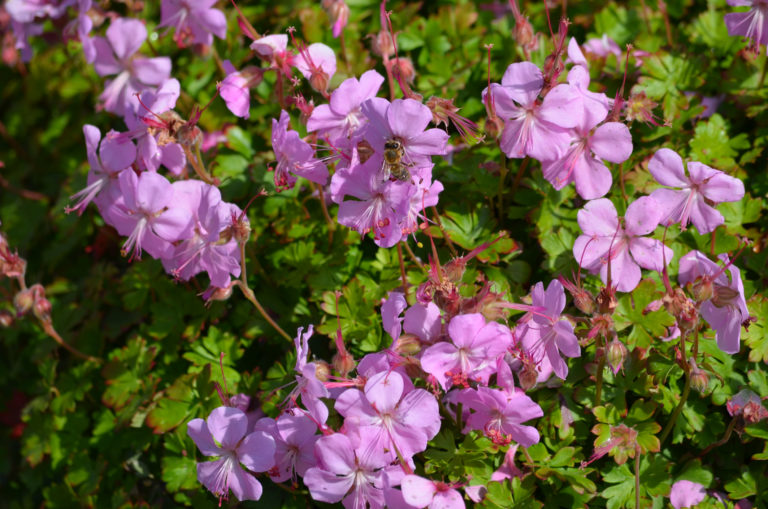 Many delicate pink flowers of Geranium x cantabrigiense Biokovo plant, commonly known as cranesbill or meadow geranium, in a garden in a sunny summer day, beautiful outdoor floral background